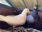 Pigeons