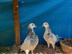 Pigeon