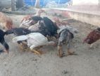 Roosters