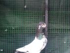 Pigeons