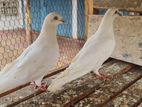 Pigeons