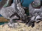Pigeons