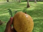 Tjc Mangos