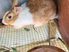 Rabbits