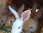 Rabbits