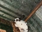 Rabbits