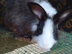 Rabbits