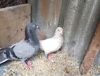 Pigeons