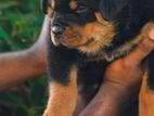 Rottweiler Puppies