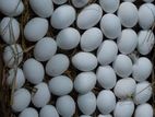 Farm Egg