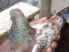 Pigeon