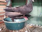 Pigeon