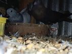 Pigeon