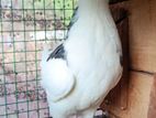Pigeon