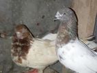 Pigeon