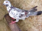 Time Pigeon