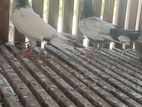 Pigeon