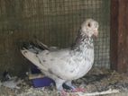 Pigeon