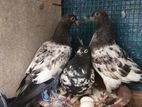 Pigeon
