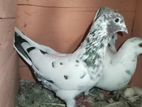 Pigeons