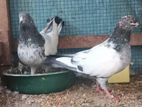 Pigeon