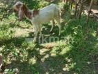 Farm Goat