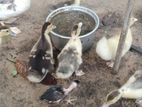 Goose Duck