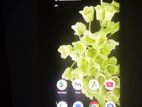 Google Pixel 6 Pro (Used)