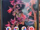 Google Pixel 6 (Used)