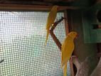 Yellow Parrots