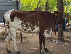 Farm Cow