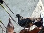 Pigeon