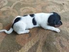 Dashaund Mix Puppies