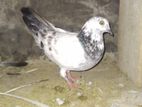 Pigeons