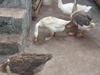 Goose Breeding Pair