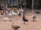 Chinese goose