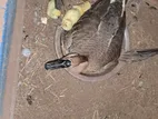 Goose Chicks