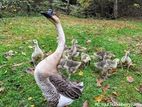 Goose Chicks