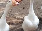 Goose