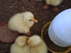 Goose
