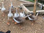 Goose Duck Pair