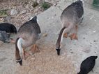 Goose