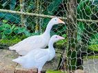 Goose