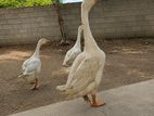 Goose