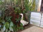 Goose