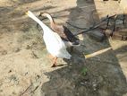 Goose Duck