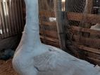 Goose