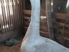 Goose