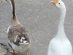 Goose Pair