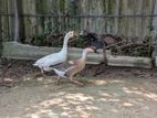 Goose Pair